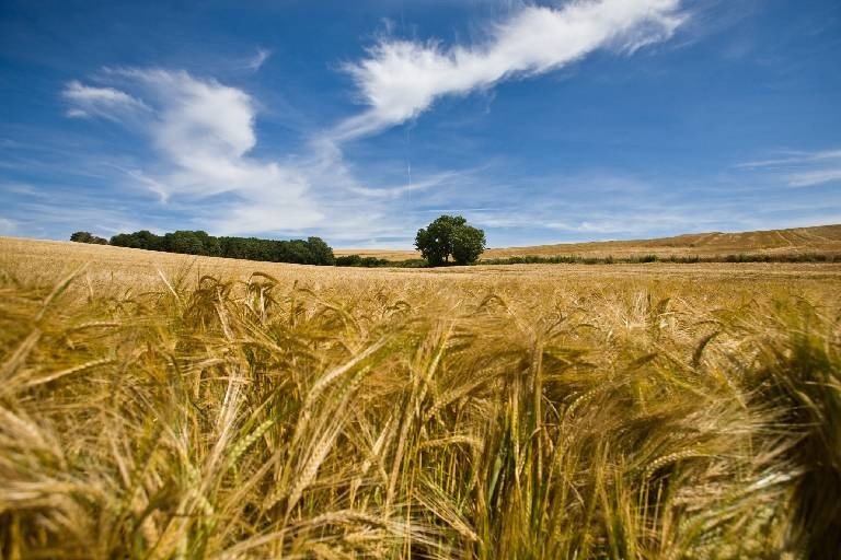 rgt-sakramento-produkt